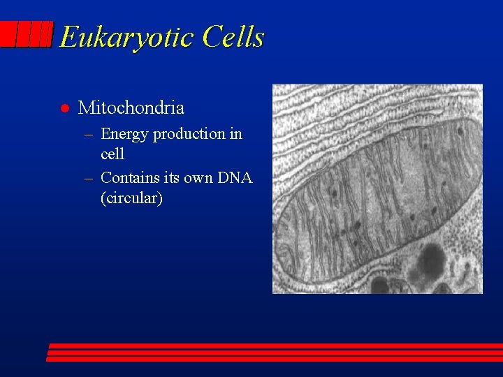 Eukaryotic Cells l Mitochondria – Energy production in cell – Contains its own DNA