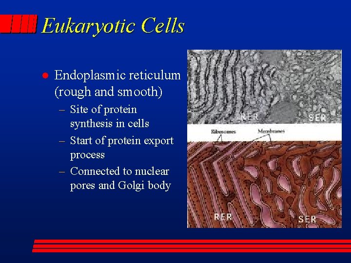 Eukaryotic Cells l Endoplasmic reticulum (rough and smooth) – Site of protein synthesis in