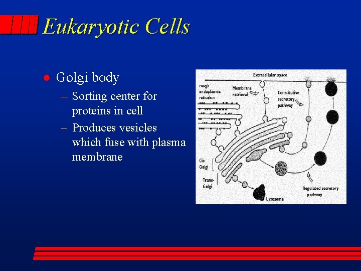 Eukaryotic Cells l Golgi body – Sorting center for proteins in cell – Produces