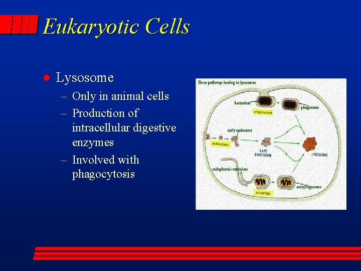 Eukaryotic Cells l Lysosome – Only in animal cells – Production of intracellular digestive