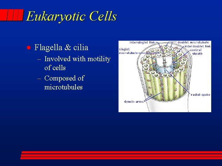 Eukaryotic Cells l Flagella & cilia – Involved with motility of cells – Composed