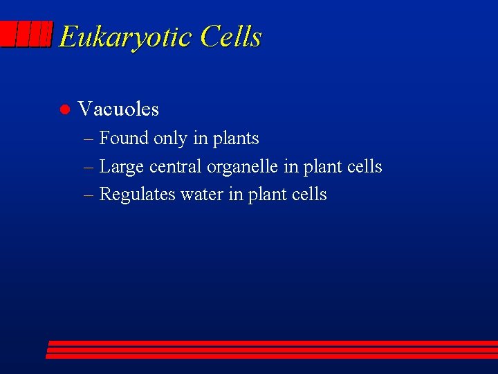 Eukaryotic Cells l Vacuoles – Found only in plants – Large central organelle in
