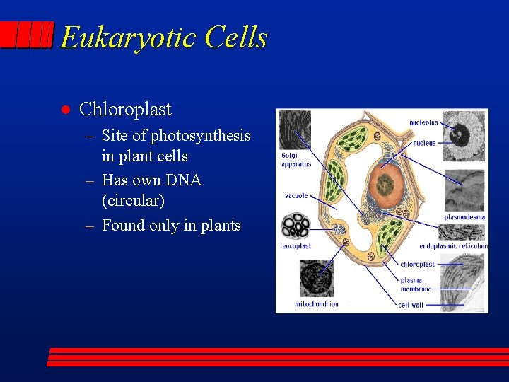 Eukaryotic Cells l Chloroplast – Site of photosynthesis in plant cells – Has own