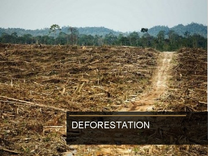 DEFORESTATION 