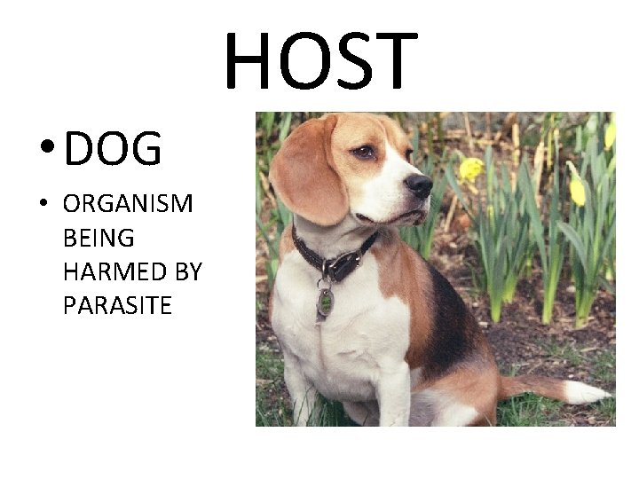 HOST • DOG • ORGANISM BEING HARMED BY PARASITE 