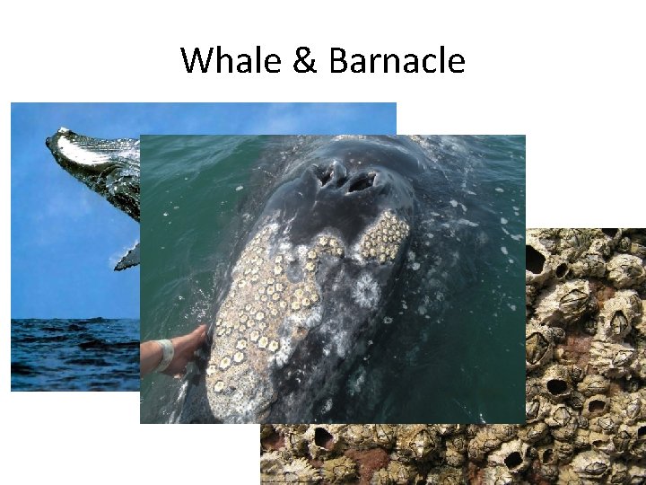 Whale & Barnacle 
