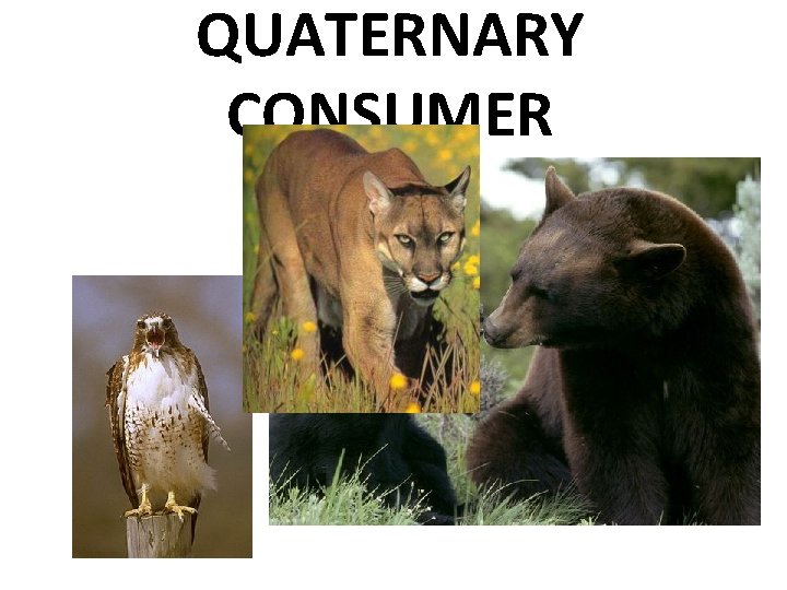 QUATERNARY CONSUMER 