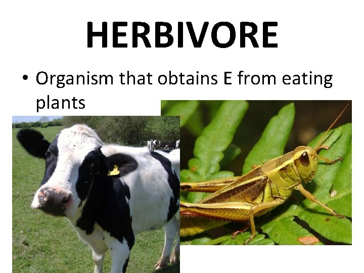 HERBIVORE • Organism that obtains E from eating plants 