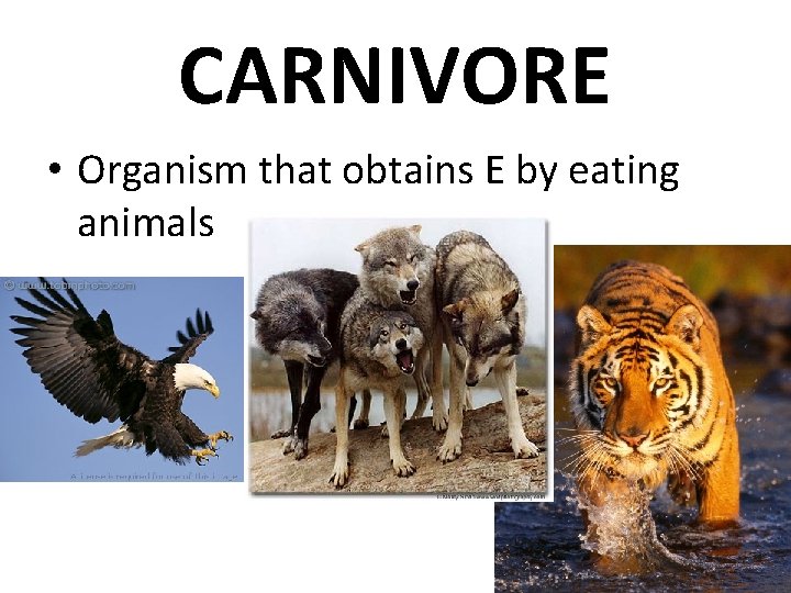 CARNIVORE • Organism that obtains E by eating animals 