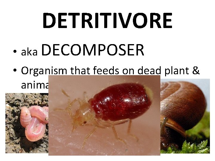 DETRITIVORE • aka DECOMPOSER • Organism that feeds on dead plant & animal material