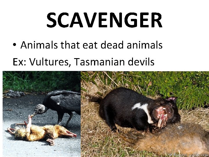 SCAVENGER • Animals that eat dead animals Ex: Vultures, Tasmanian devils 