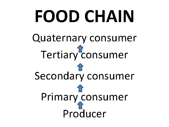 FOOD CHAIN Quaternary consumer Tertiary consumer Secondary consumer Primary consumer Producer 