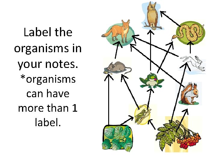 Label the organisms in your notes. *organisms can have more than 1 label. 