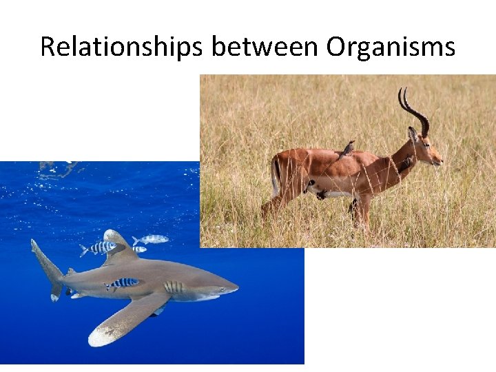Relationships between Organisms 
