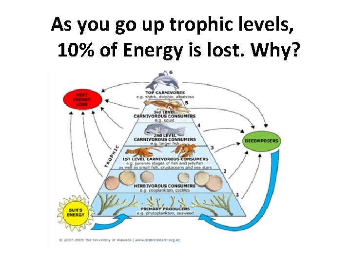 As you go up trophic levels, 10% of Energy is lost. Why? 