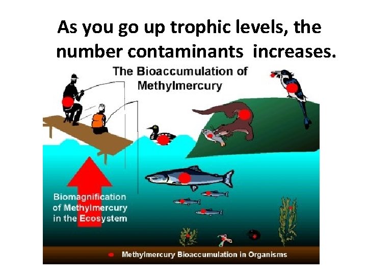As you go up trophic levels, the number contaminants increases. 
