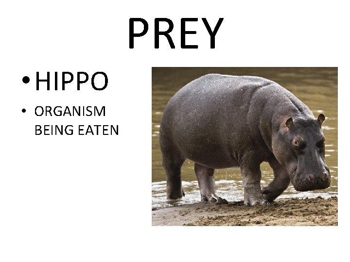 PREY • HIPPO • ORGANISM BEING EATEN 