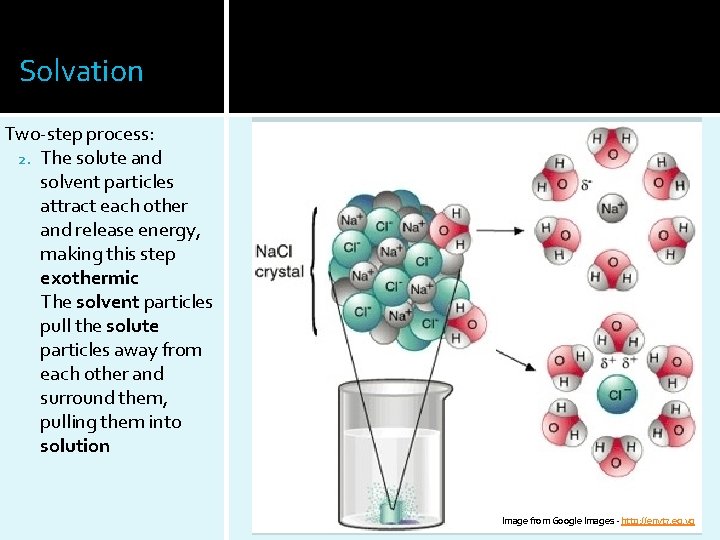 Solvation Two-step process: 2. The solute and solvent particles attract each other and release