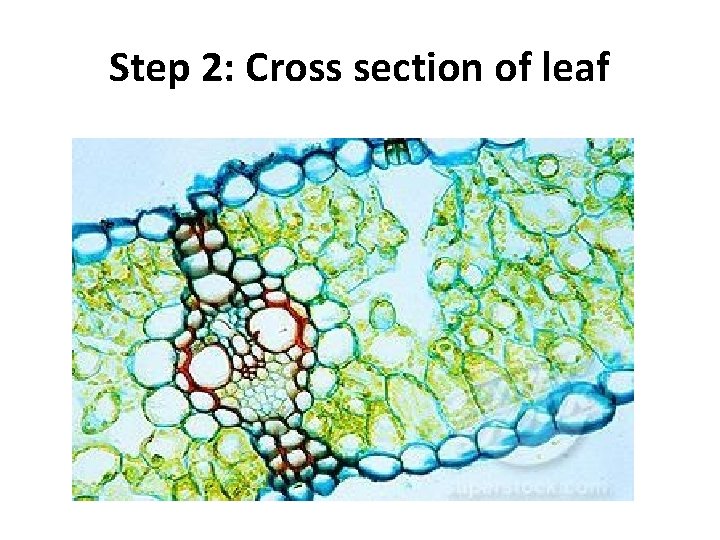 Step 2: Cross section of leaf 