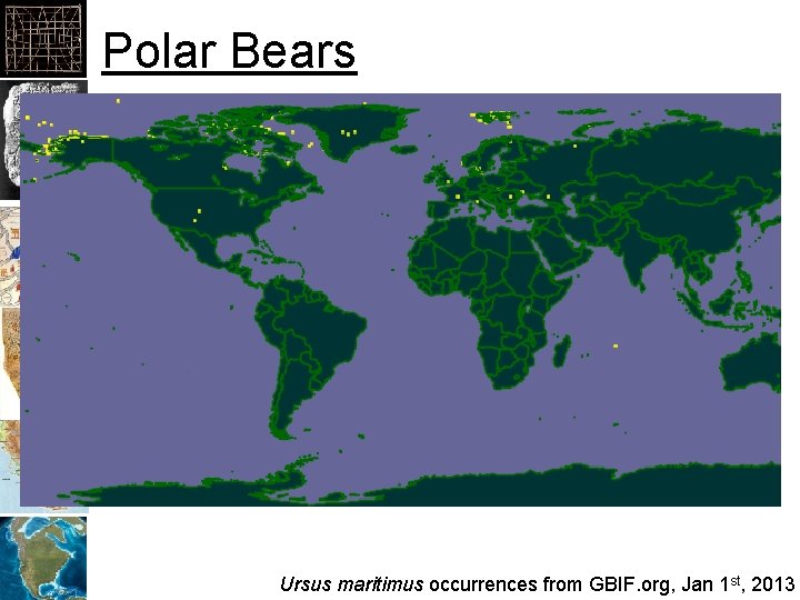 Polar Bears • Polar Bears Ursus maritimus occurrences from GBIF. org, Jan 1 st,