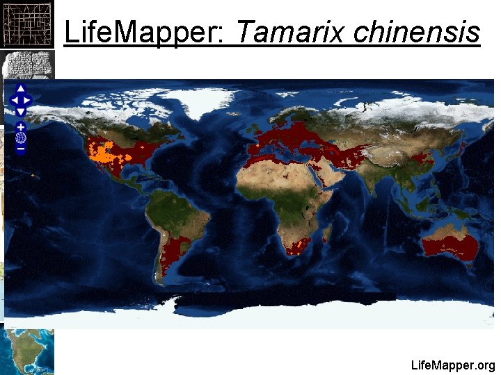 Life. Mapper: Tamarix chinensis Life. Mapper. org 