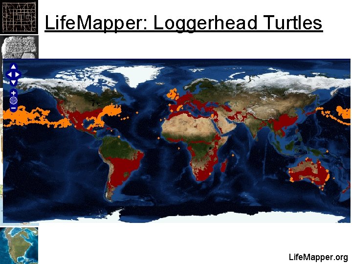 Life. Mapper: Loggerhead Turtles Life. Mapper. org 
