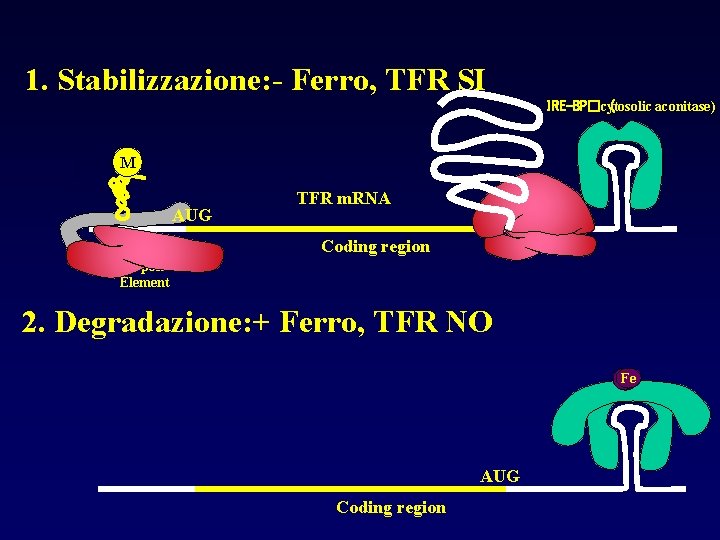 1. Stabilizzazione: - Ferro, TFR SI IRE-BP�cytosolic ( aconitase) M m 7 G AUG