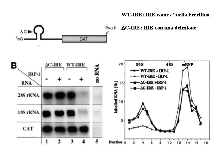 WT-IRE: IRE come e’ nella Ferritina DC-IRE: IRE con una delezione 