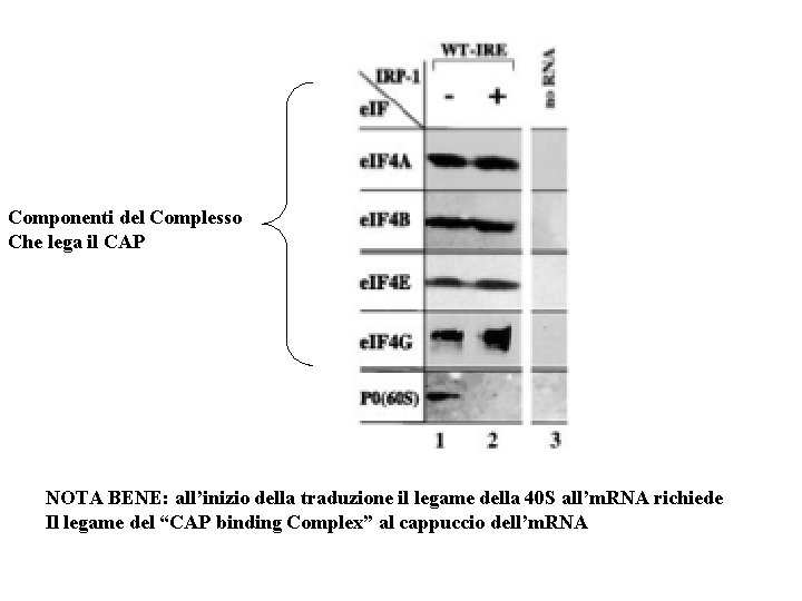 Componenti del Complesso Che lega il CAP NOTA BENE: all’inizio della traduzione il legame