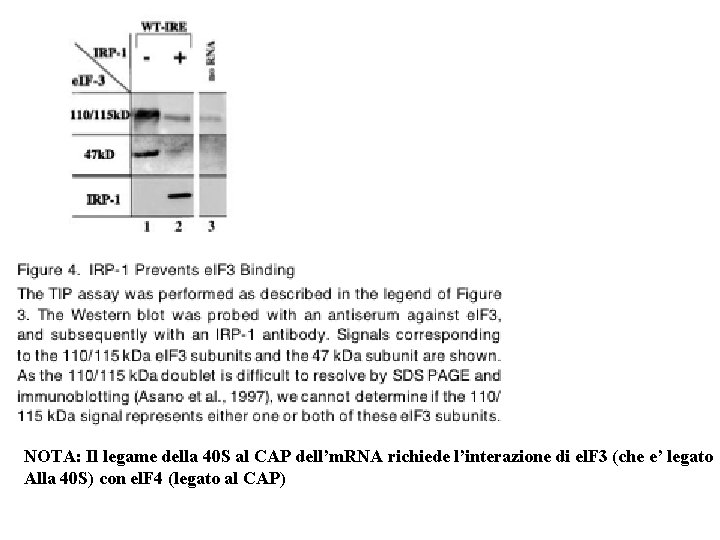 NOTA: Il legame della 40 S al CAP dell’m. RNA richiede l’interazione di el.