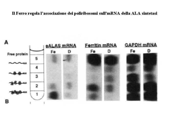 Il Ferro regola l’associazione dei poliribosomi sull’m. RNA della ALA sintetasi 