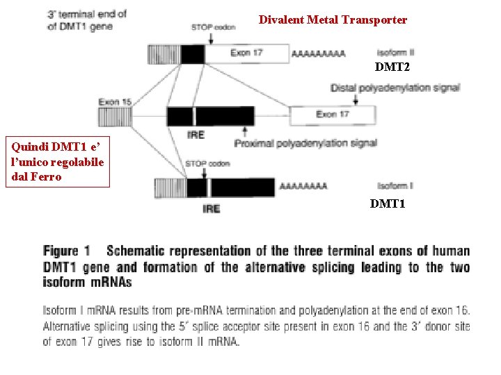 Divalent Metal Transporter DMT 2 Quindi DMT 1 e’ l’unico regolabile dal Ferro DMT
