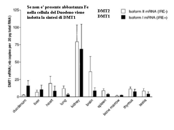 Se non e’ presente abbastanza Fe nella cellula del Duodeno viene indotta la sintesi