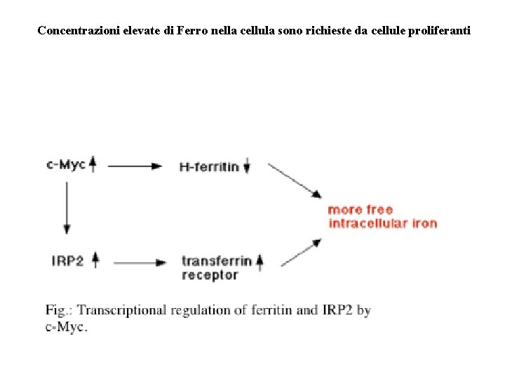 Concentrazioni elevate di Ferro nella cellula sono richieste da cellule proliferanti 