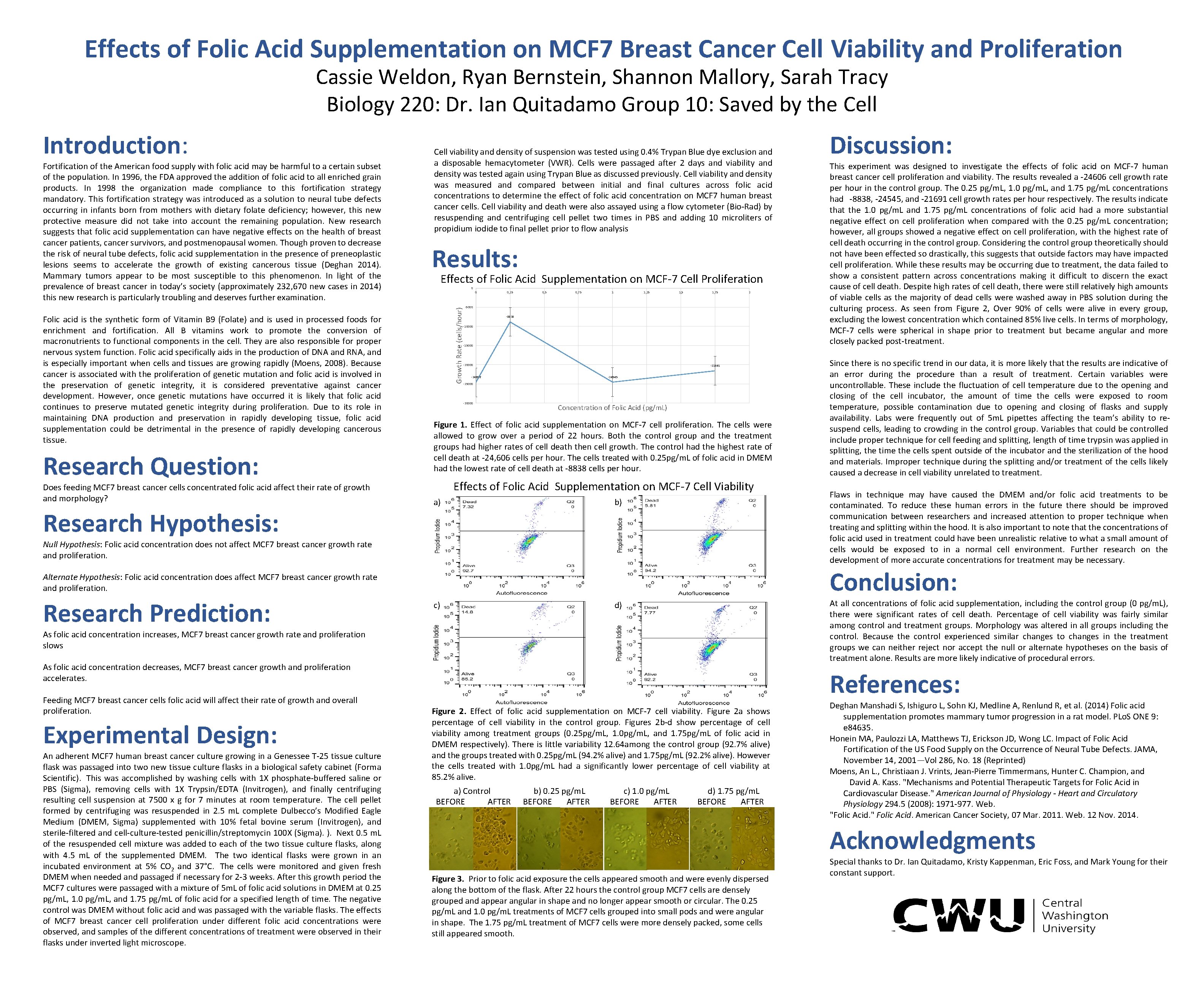 Effects of Folic Acid Supplementation on MCF 7 Breast Cancer Cell Viability and Proliferation