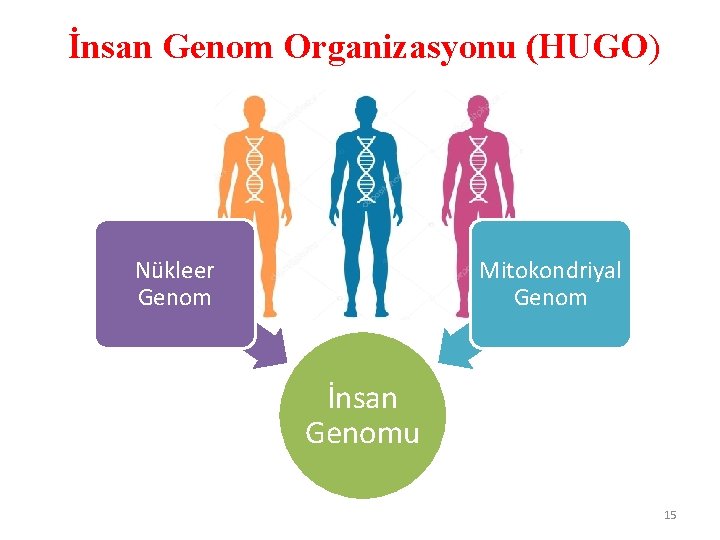 İnsan Genom Organizasyonu (HUGO) Nükleer Genom Mitokondriyal Genom İnsan Genomu 15 