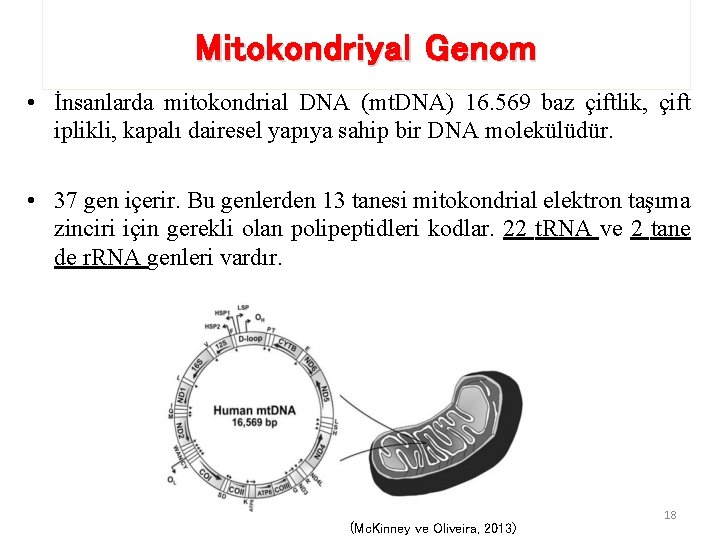 Mitokondriyal Genom • İnsanlarda mitokondrial DNA (mt. DNA) 16. 569 baz çiftlik, çift iplikli,