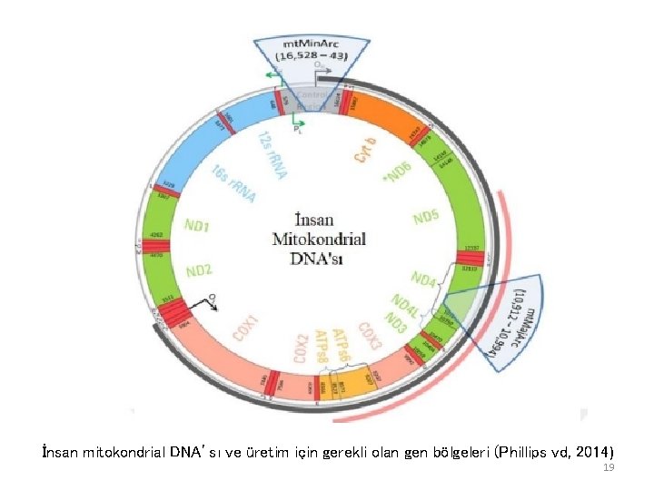 İnsan mitokondrial DNA’sı ve üretim için gerekli olan gen bölgeleri (Phillips vd, 2014) 19