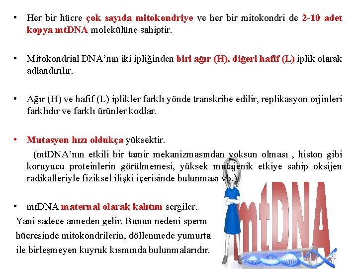  • Her bir hücre çok sayıda mitokondriye ve her bir mitokondri de 2