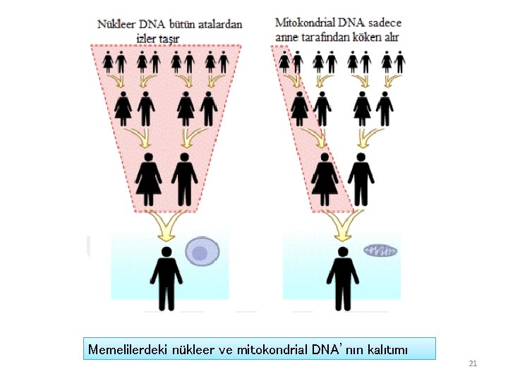 Memelilerdeki nükleer ve mitokondrial DNA’nın kalıtımı 21 