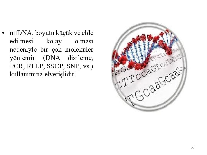  • mt. DNA, boyutu küçük ve elde edilmesi kolay olması nedeniyle bir çok