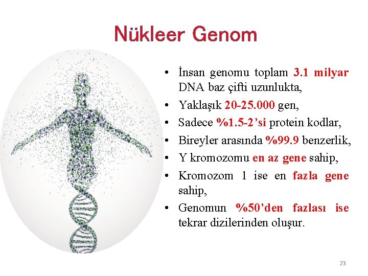 Nükleer Genom • İnsan genomu toplam 3. 1 milyar DNA baz çifti uzunlukta, •