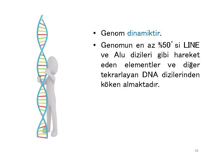  • Genom dinamiktir. • Genomun en az %50’si LINE ve Alu dizileri gibi
