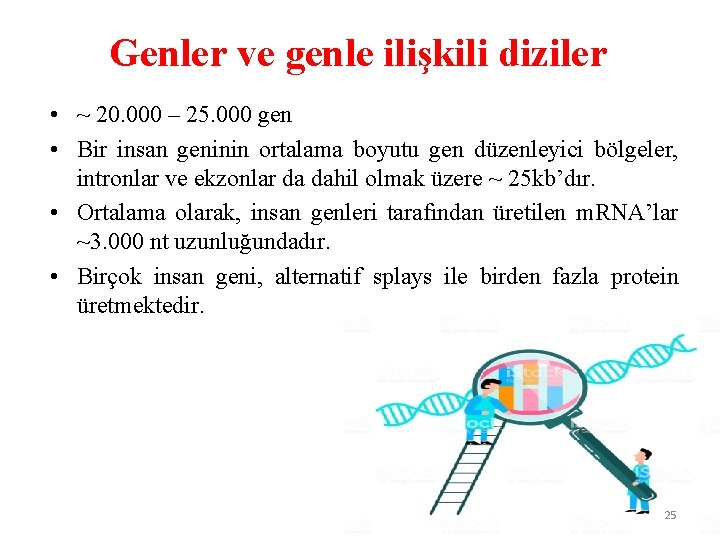 Genler ve genle ilişkili diziler • ~ 20. 000 – 25. 000 gen •