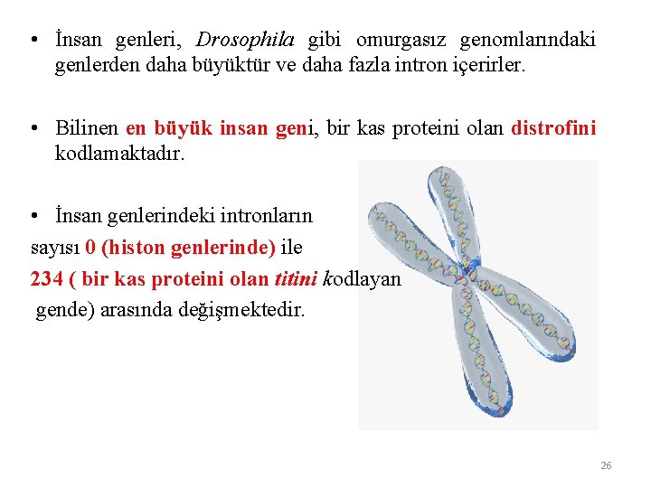  • İnsan genleri, Drosophila gibi omurgasız genomlarındaki genlerden daha büyüktür ve daha fazla