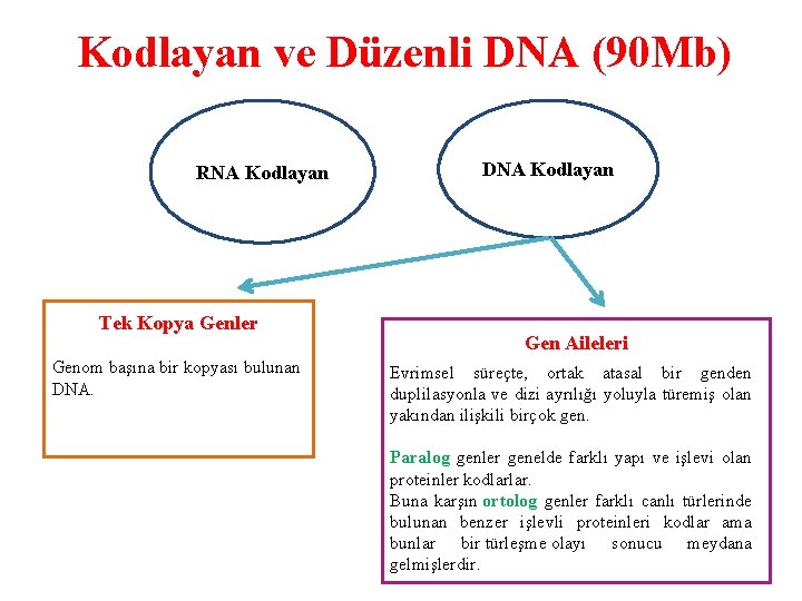 Kodlayan ve Düzenli DNA (90 Mb) RNA Kodlayan Tek Kopya Genler Genom başına bir