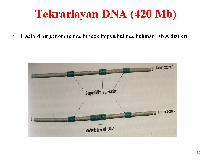 Tekrarlayan DNA (420 Mb) • Haploid bir genom içinde bir çok kopya halinde bulunan