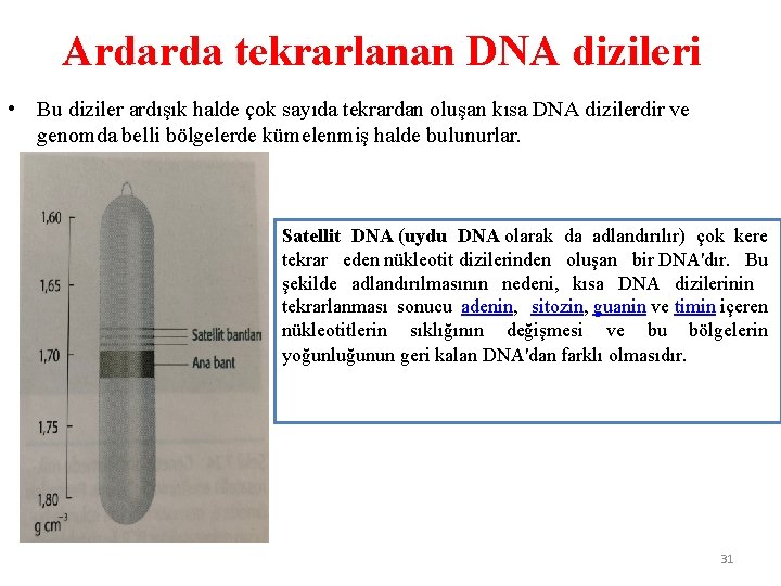 Ardarda tekrarlanan DNA dizileri • Bu diziler ardışık halde çok sayıda tekrardan oluşan kısa