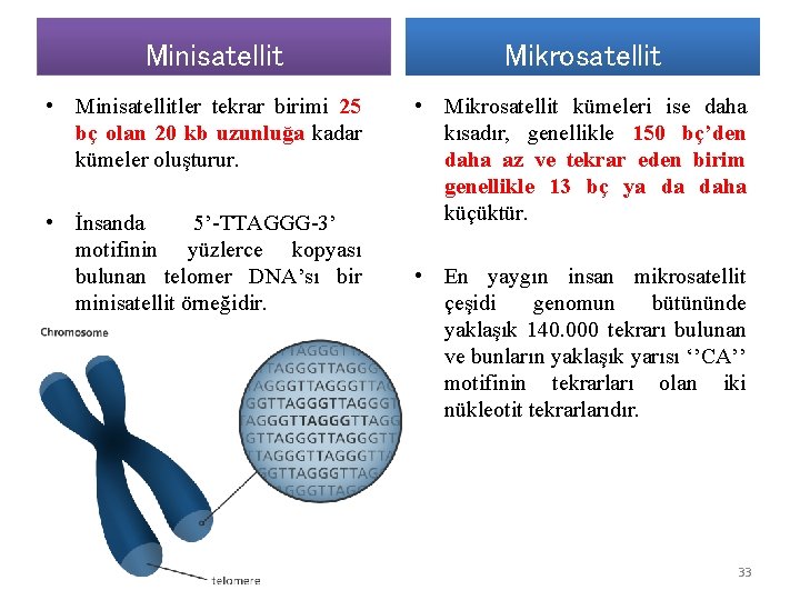 Minisatellit • Minisatellitler tekrar birimi 25 bç olan 20 kb uzunluğa kadar kümeler oluşturur.