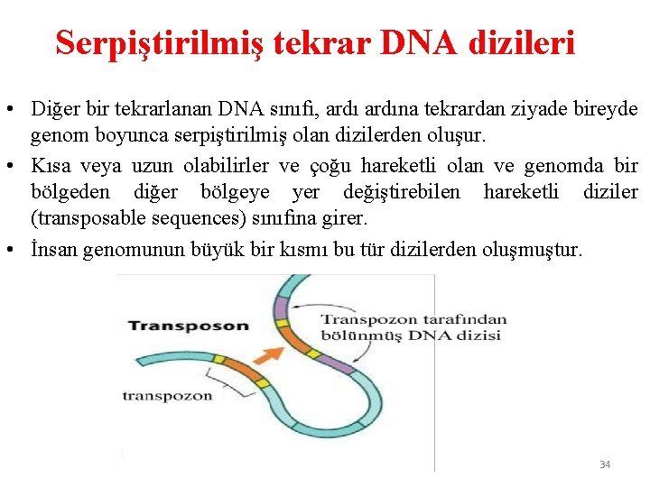 Serpiştirilmiş tekrar DNA dizileri • Diğer bir tekrarlanan DNA sınıfı, ardına tekrardan ziyade bireyde